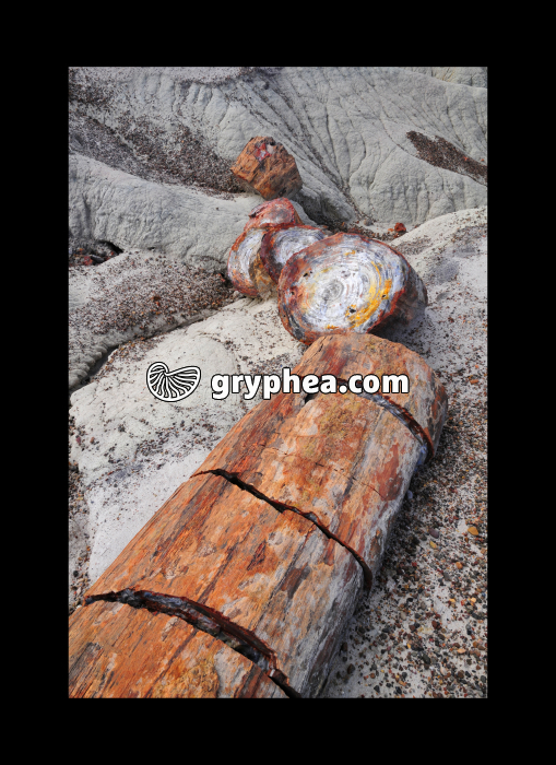 Petrified log (Petrified forest NP, Arizona, USA) - gryphea.org